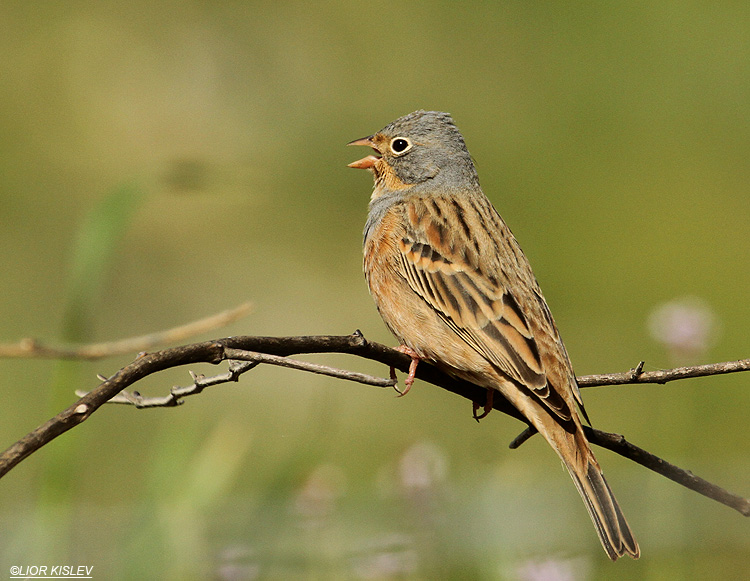  Cretzschmar's Bunting  Emberiza caesia ,mt Susita ,Golan Israel 25-03-12 Lior Kislev            